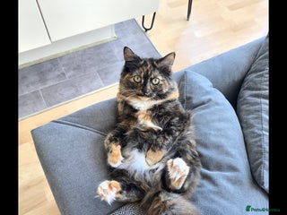 Mixed Breed cats Beautiful playful and cuddly girl - Advert 1