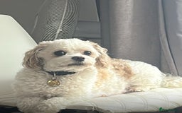 Cavachon dogs for sale: Gorgeous Cavapoochon puppies - Image 2