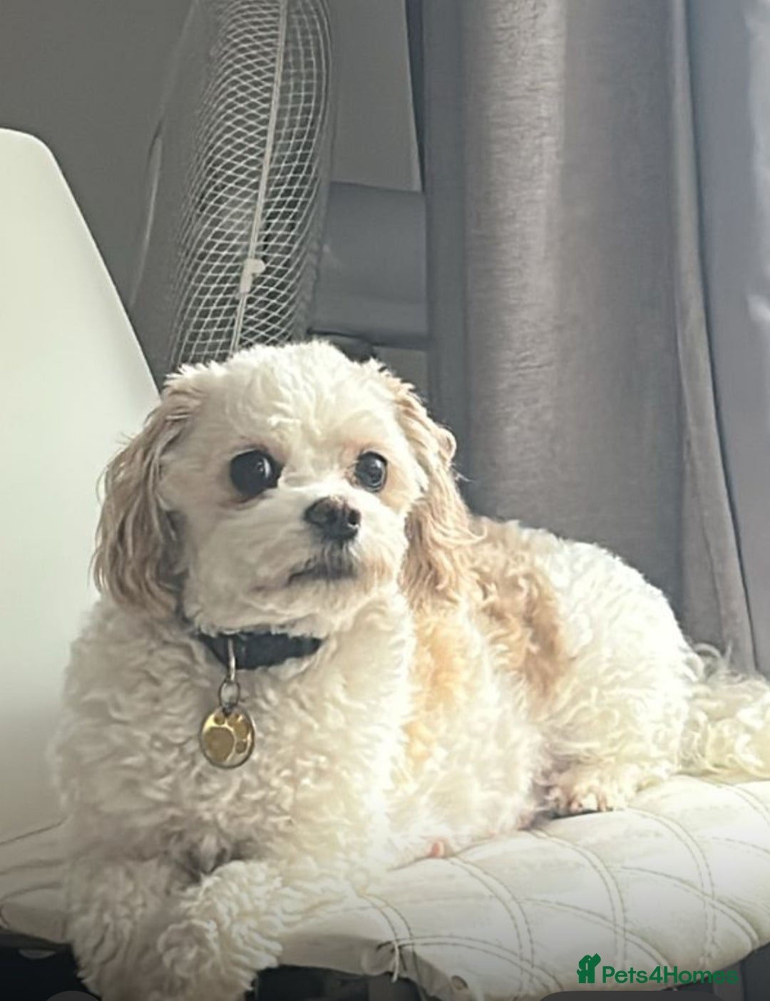 Cavachon dogs for sale: Gorgeous Cavapoochon puppies - Image 2