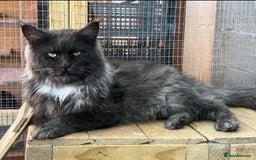 Maine Coon cats for sale: XL black smoke maine coon female Russia bloodlines - Image 5