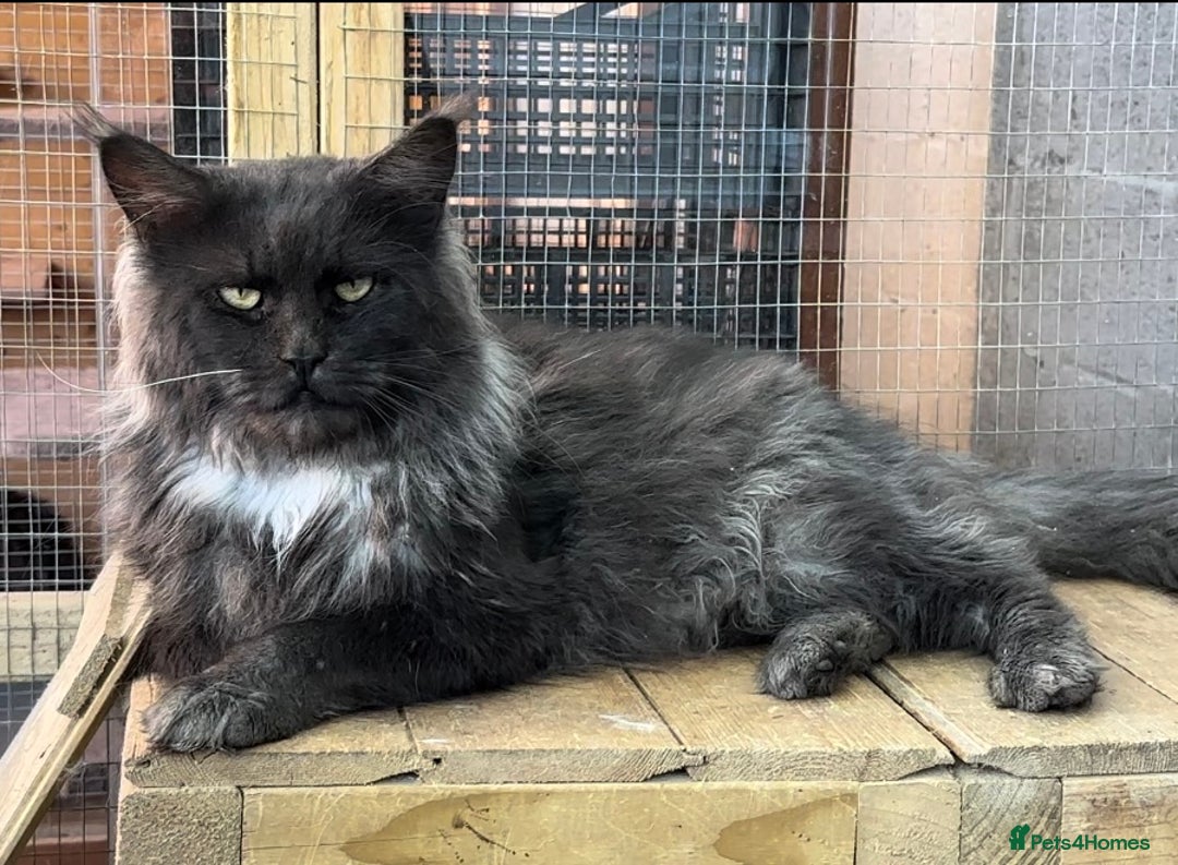 Maine Coon cats for sale: XL black smoke maine coon female Russia bloodlines - Image 5