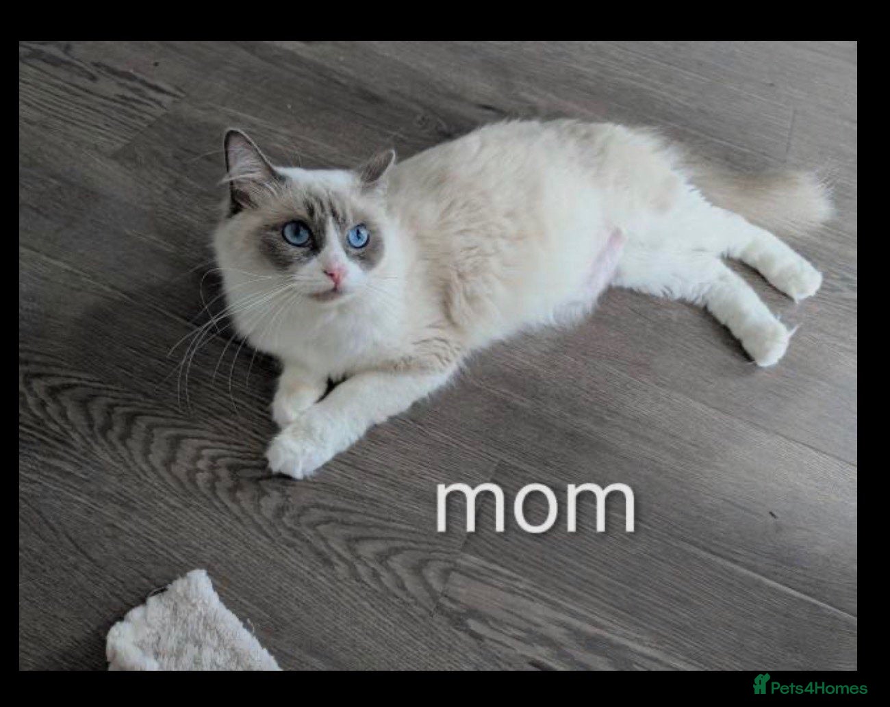 Ragdoll cats 🐾 5 Beautiful Ragdoll Kittens Looking for homes - Advert 10