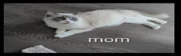 Ragdoll cats for sale: 🐾 5 Beautiful Ragdoll Kittens Looking for homes - Advert 1