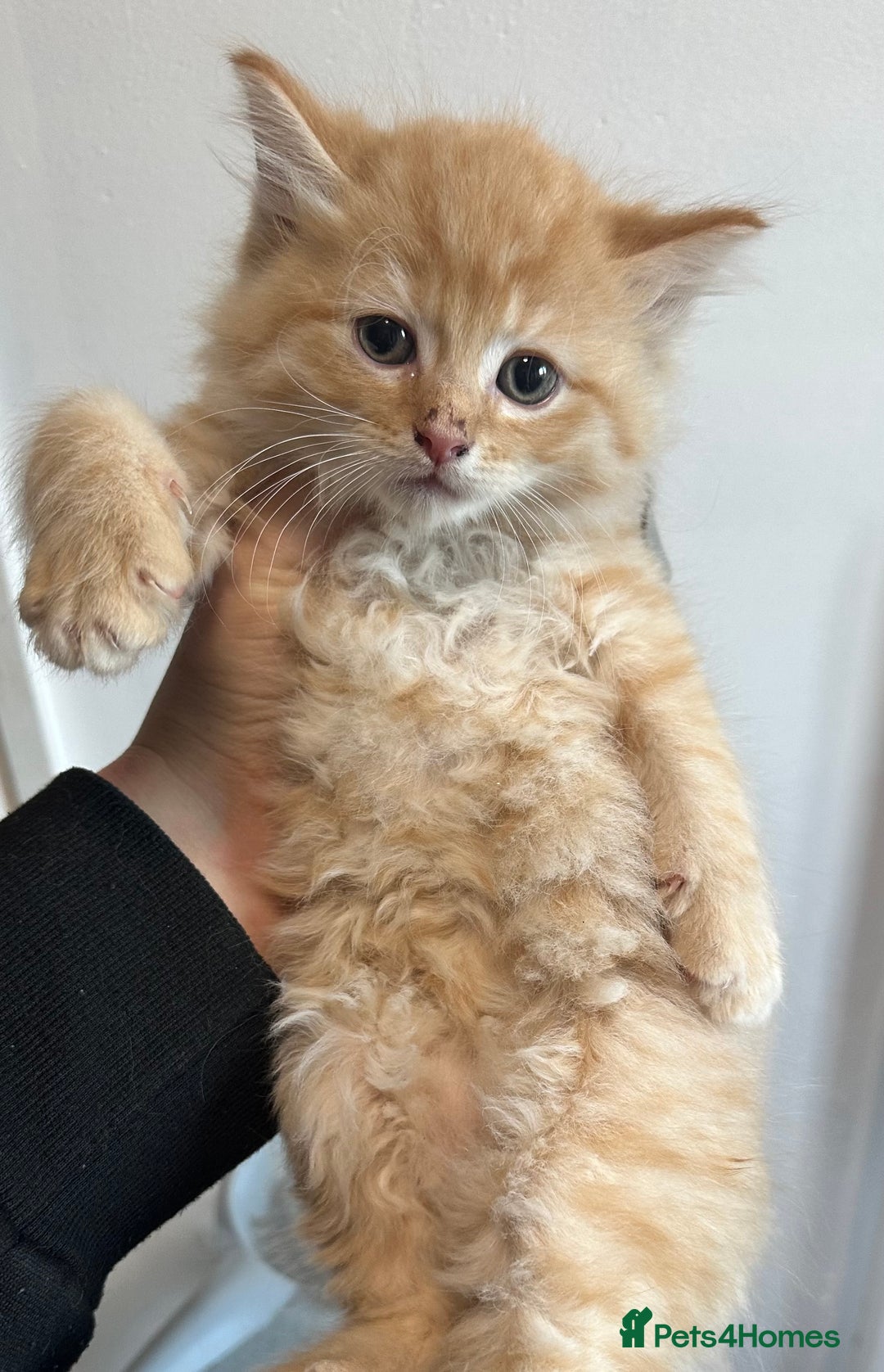 Maine Coon cats for sale: We have 4  sweet English Maine coon kittens❣️ - Advert 31