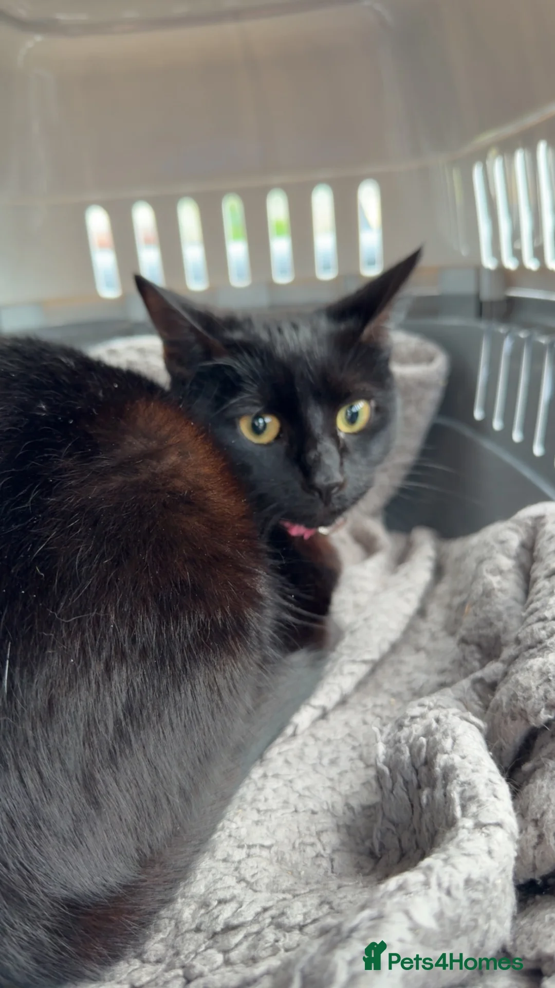 Mixed Breed cats for sale: Kitten needing her forever home 🖤 - Advert 4