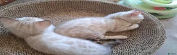 Bengal cats for sale: Mink x snow lynx bengal  - Advert 6