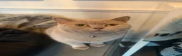 British Shorthair cats for sale: GCCF ACTIVE Championship lilac British shorthair  - Advert 3