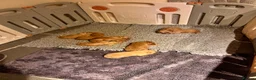 Goldendoodle dogs for sale: GoldenDoodle F1b  - Advert 10