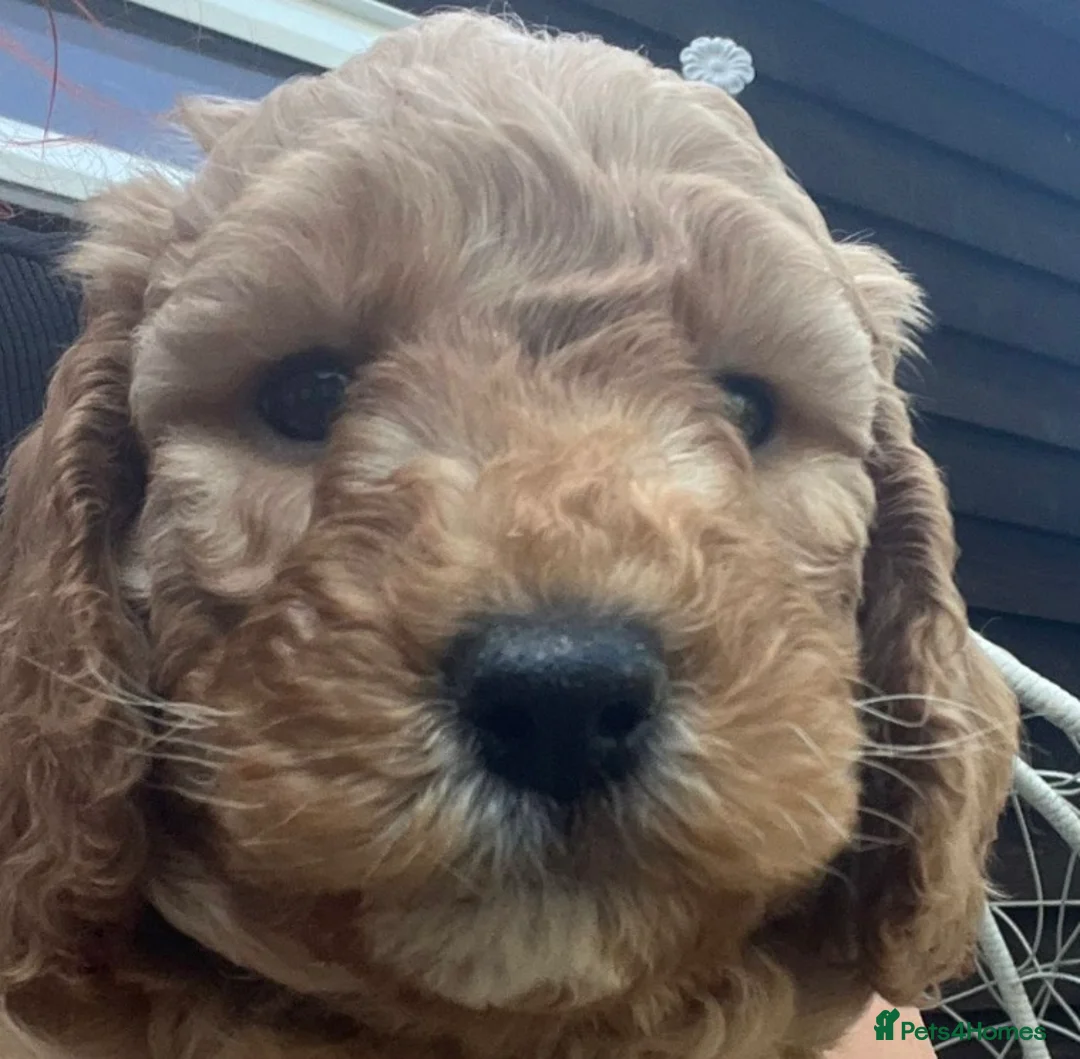 Cockapoo dogs for sale: F1B Cockapoo x miniature poodle - Advert 6
