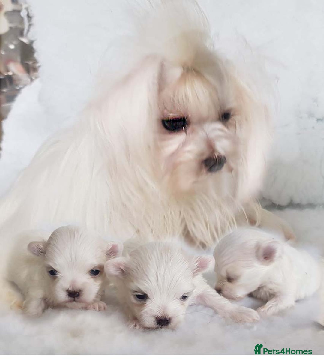 Maltese dogs for sale: KC registered Maltese - Advert 2