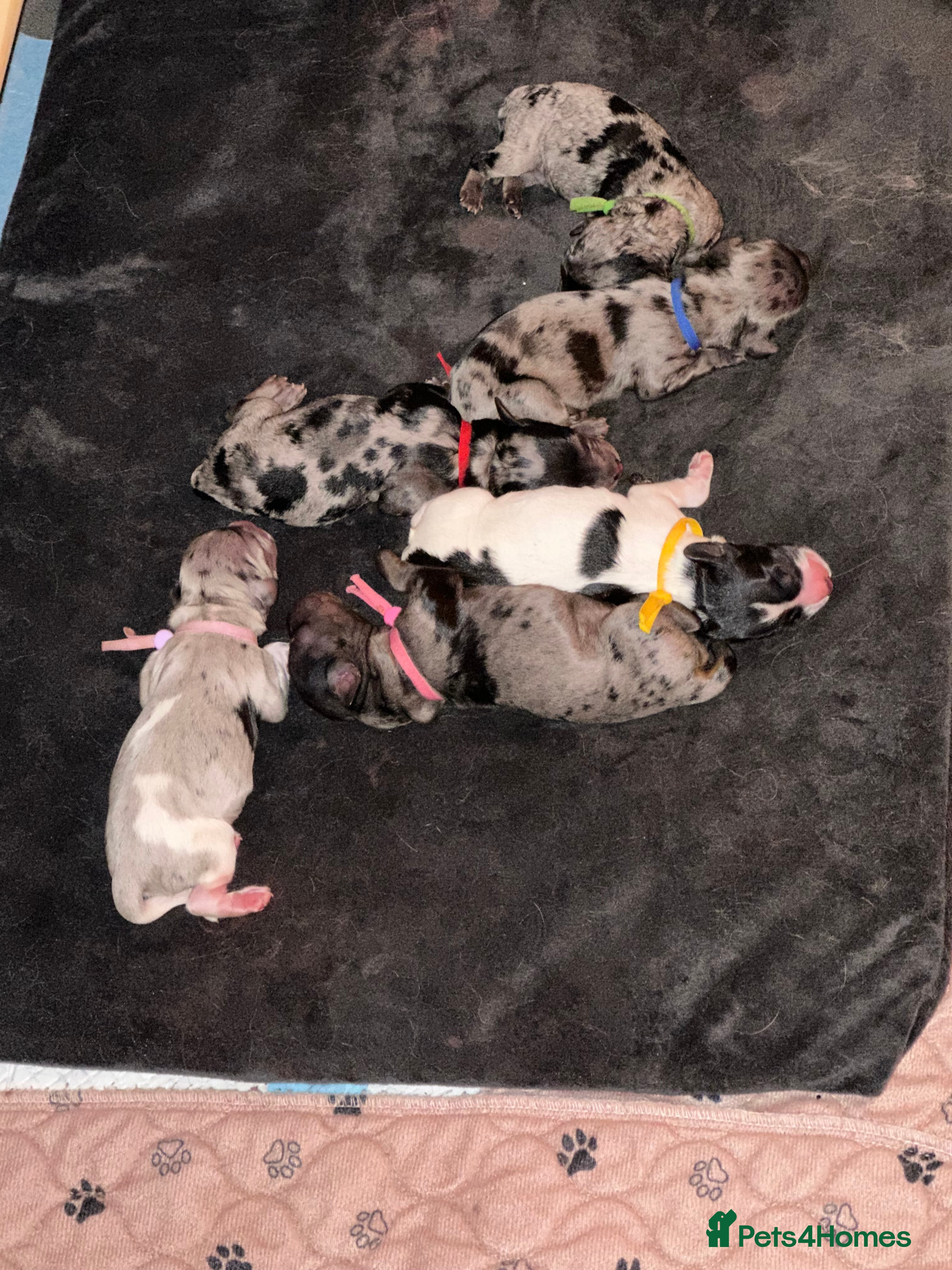 Cockapoo dogs Stunning cockapoos - Advert 2