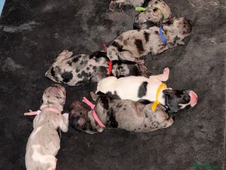 Cockapoo dogs Stunning cockapoos - Advert 3