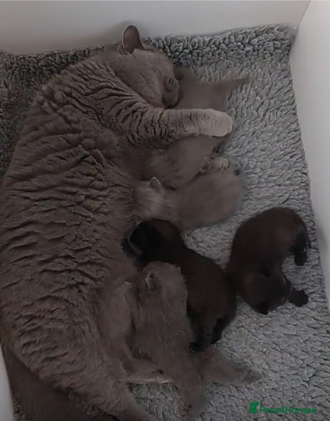 British Shorthair cats for sale: Gccf British shorthair boy  - Advert 4