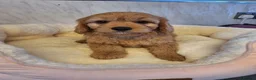 Cavapoo dogs for sale: F1 CAVAPOO READY NOW - Advert 9