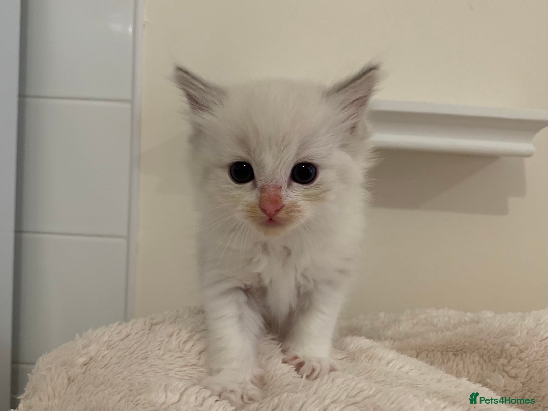 Ragdoll cats for sale: Ragdoll Kittens Male & Female - Image 14