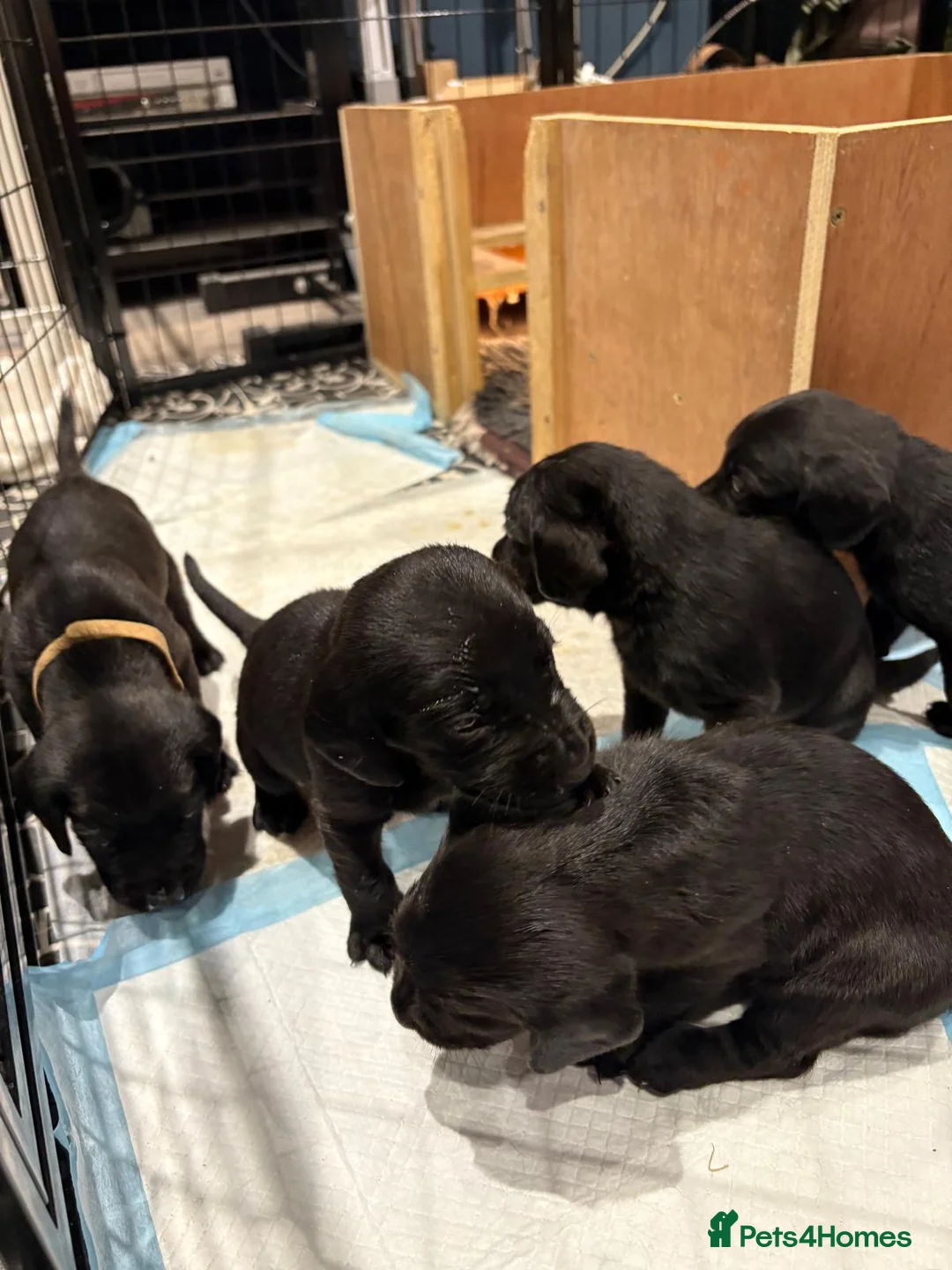 Cockerdor dogs for sale: 6 week old cockerdor puppies  - Advert 7