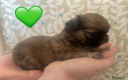 Shih Tzu dogs for sale: KC Registered Breed Standard Shih Tzu Puppies - Image 3