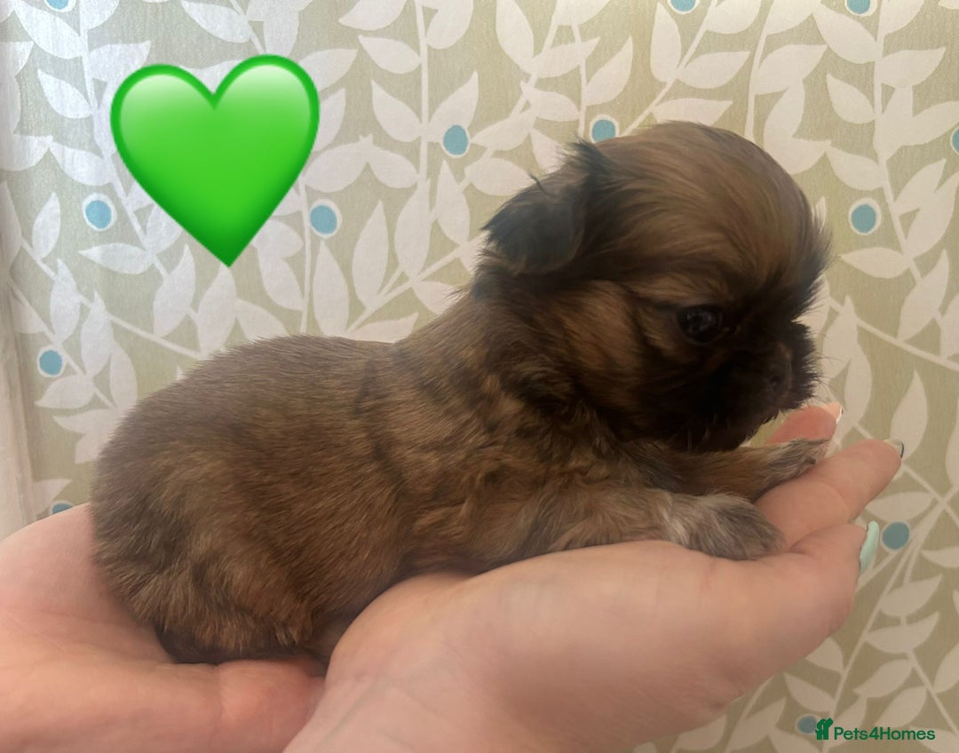 Shih Tzu dogs for sale: KC Registered Breed Standard Shih Tzu Puppies - Image 3