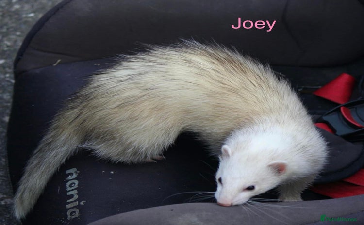 Ferret rodents - Advert 3