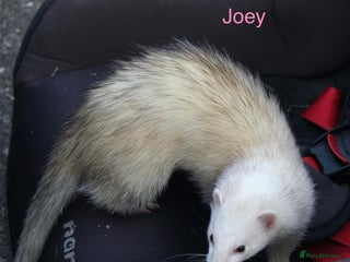 Ferret rodents - Advert 3