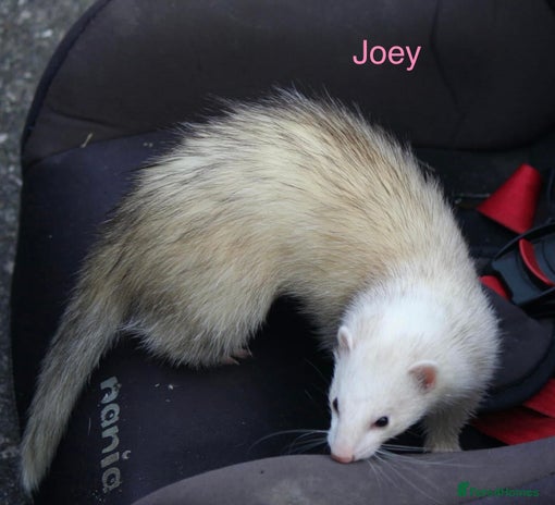 Ferret rodents - Advert 3