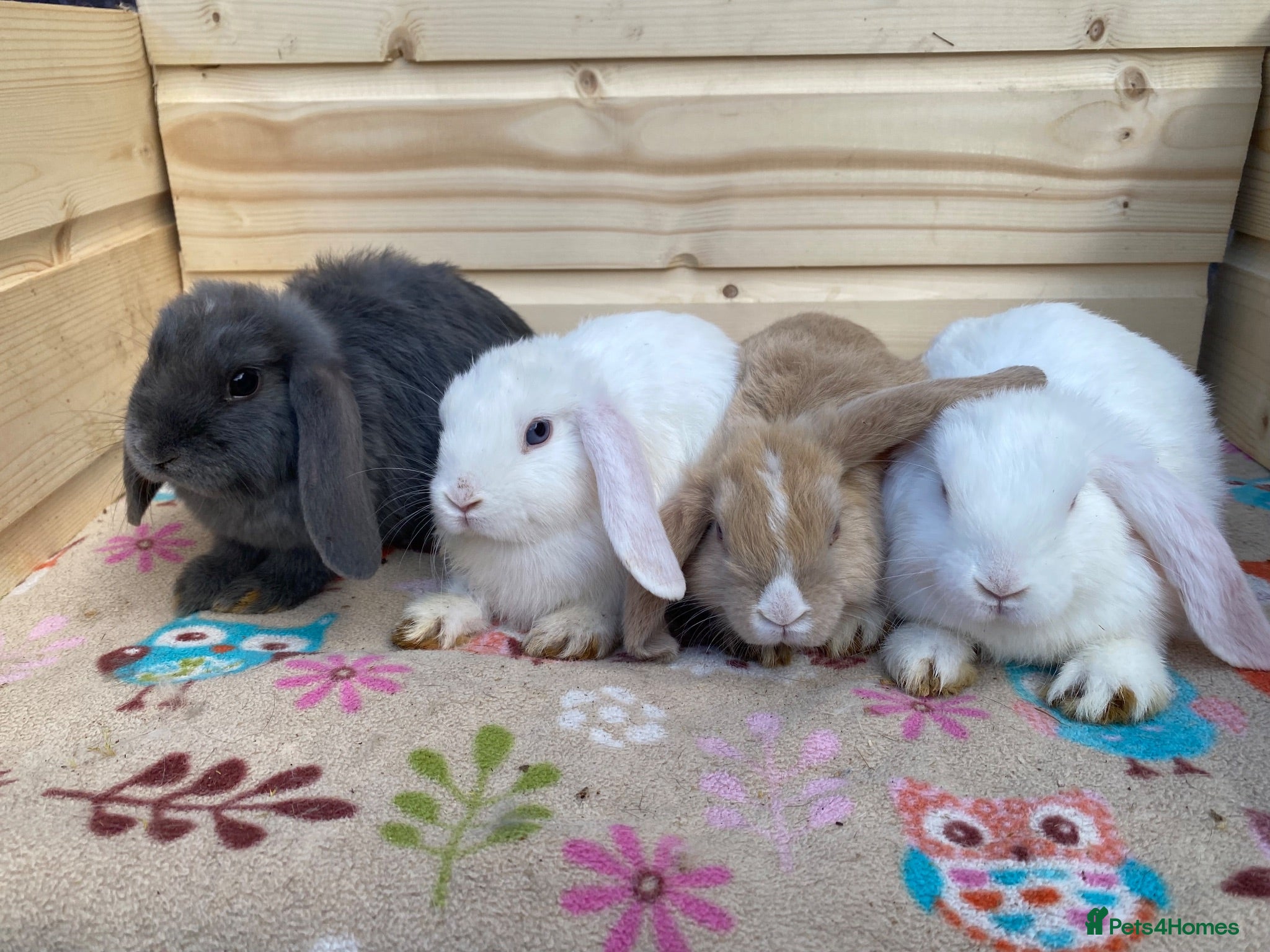 Mini Lop rabbits 8 minilops 7 girl and 1 boy - Advert 1