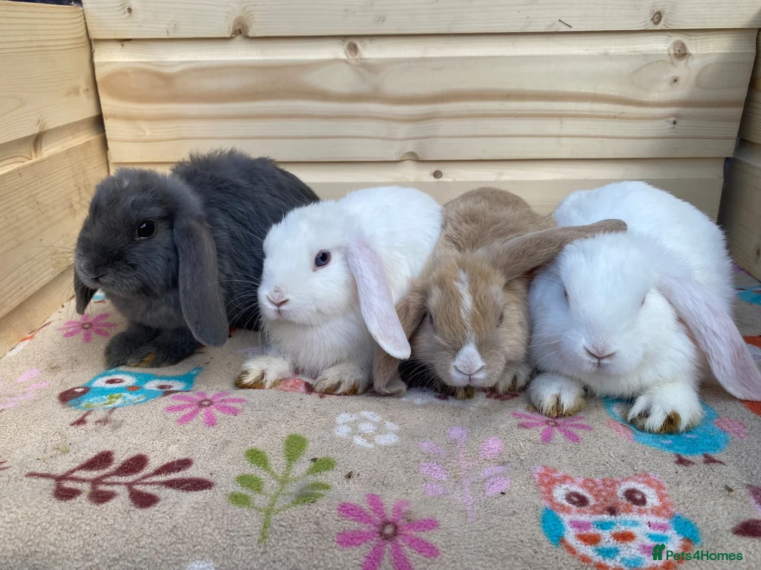 Mini Lop rabbits for sale: 8 minilops 7 girl and 1 boy - Advert 1