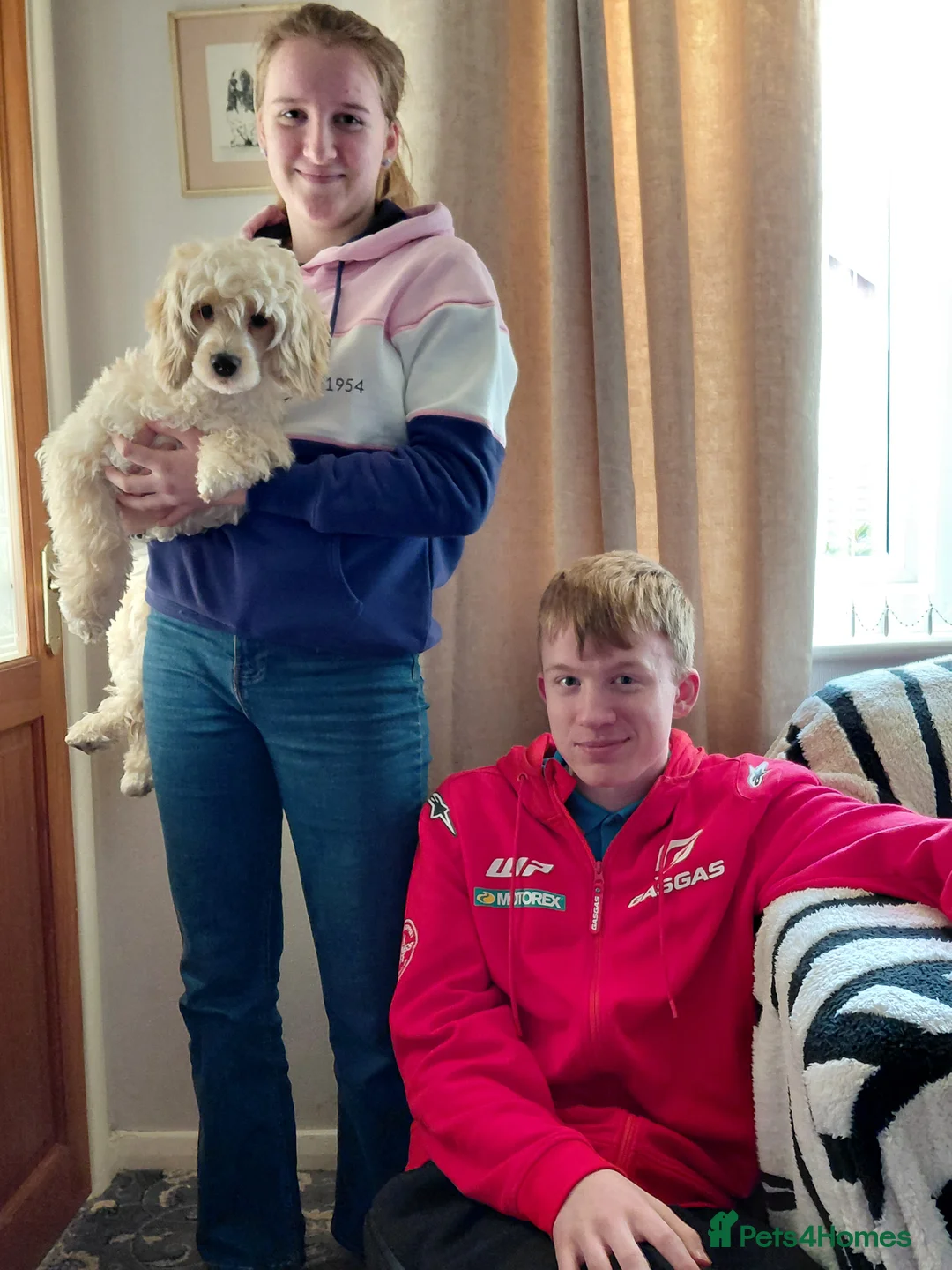 Cockapoo dogs for sale: Stunning cream girl - Advert 9