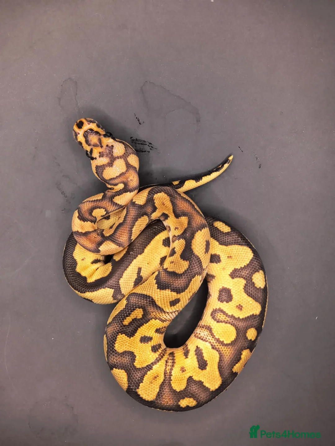 Python Snake reptiles for sale: GHI Pastel male and Fire Clown het Pied male - Advert 3