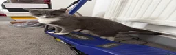 Mixed Breed cats for sale: 6 beautiful Persian Russian Blue mix tabby kittens - Advert 1