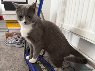 Mixed Breed cats 6 beautiful Persian Russian Blue mix tabby kittens - Advert 4