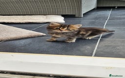 Domestic Shorthair cats for sale: Tabby kittens for sale - Image 3