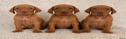 Hungarian Vizsla dogs for sale: Remarkable KC registered Visla puppies  in Stockport - Advert 4