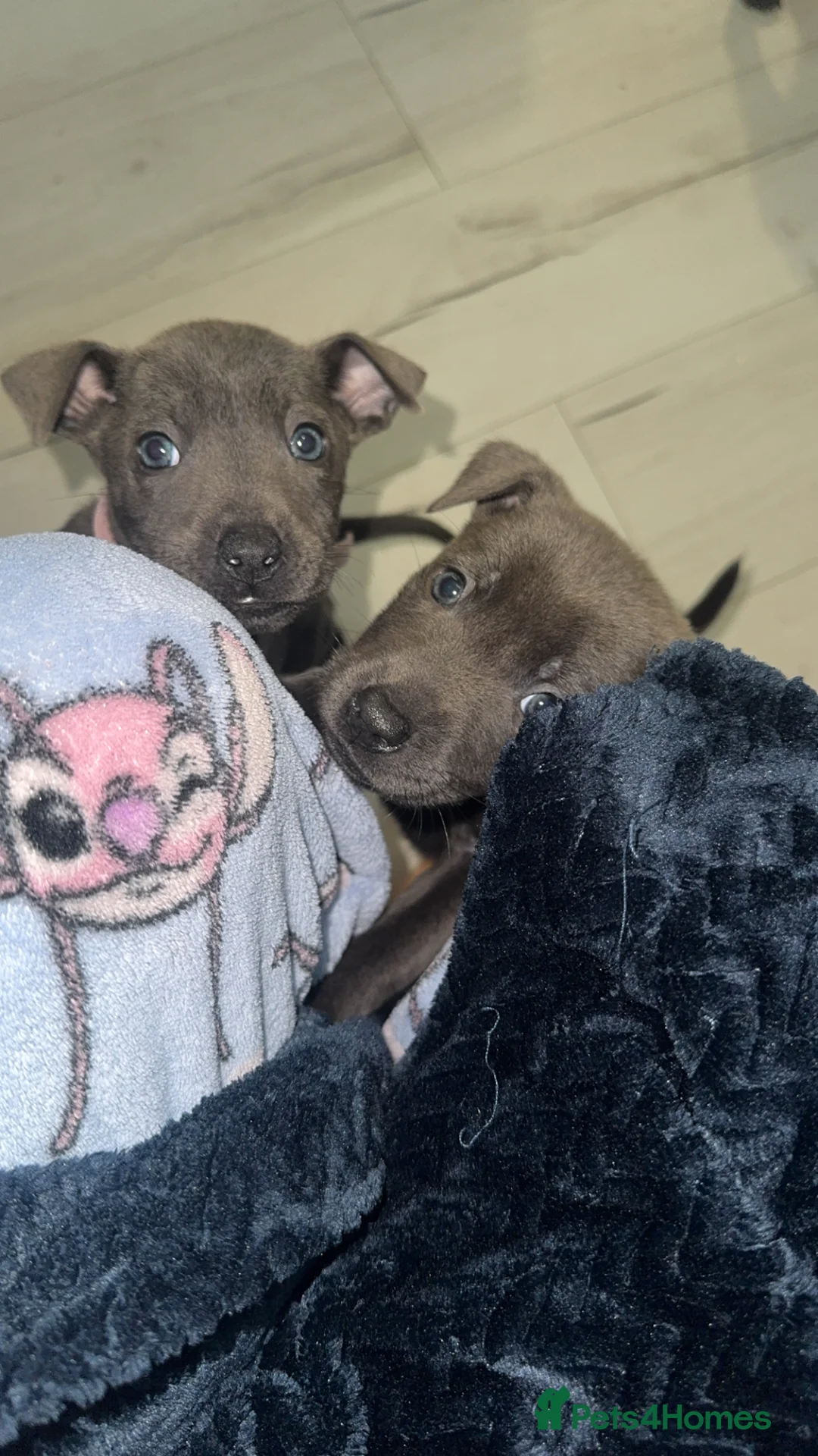 Mixed Breed dogs for sale: Puppies - Advert 7