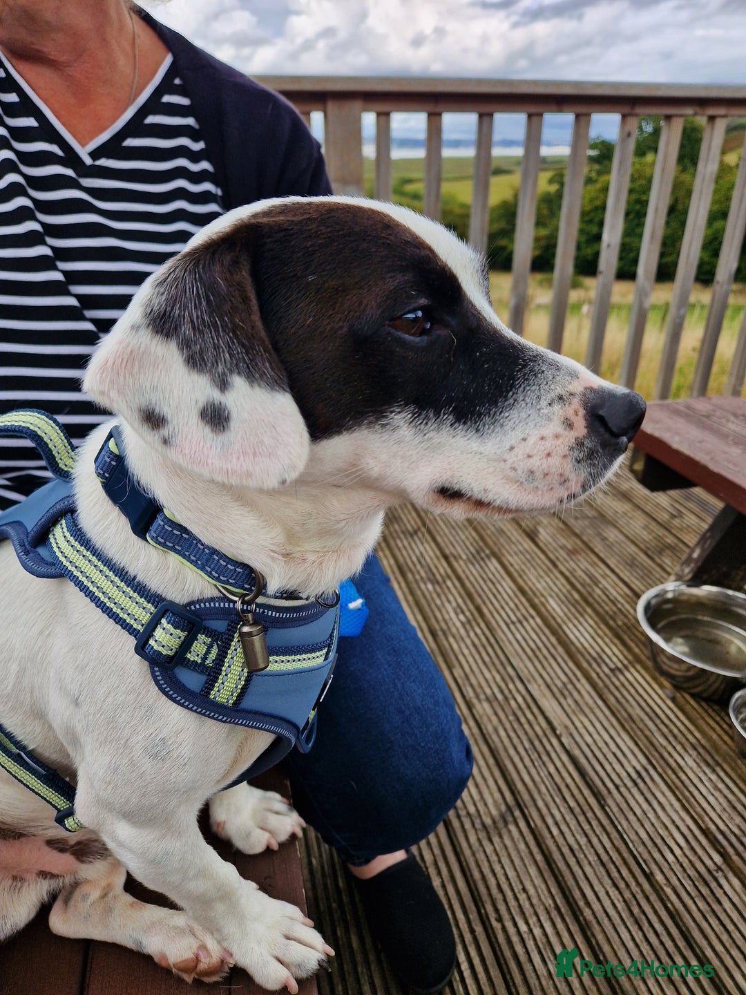 Mixed Breed dogs for sale: Pups for new homes - Image 3