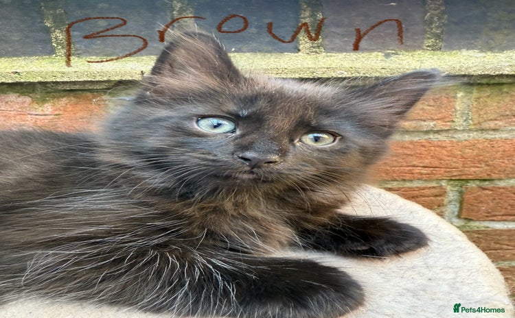 Maine Coon cats - Advert 14