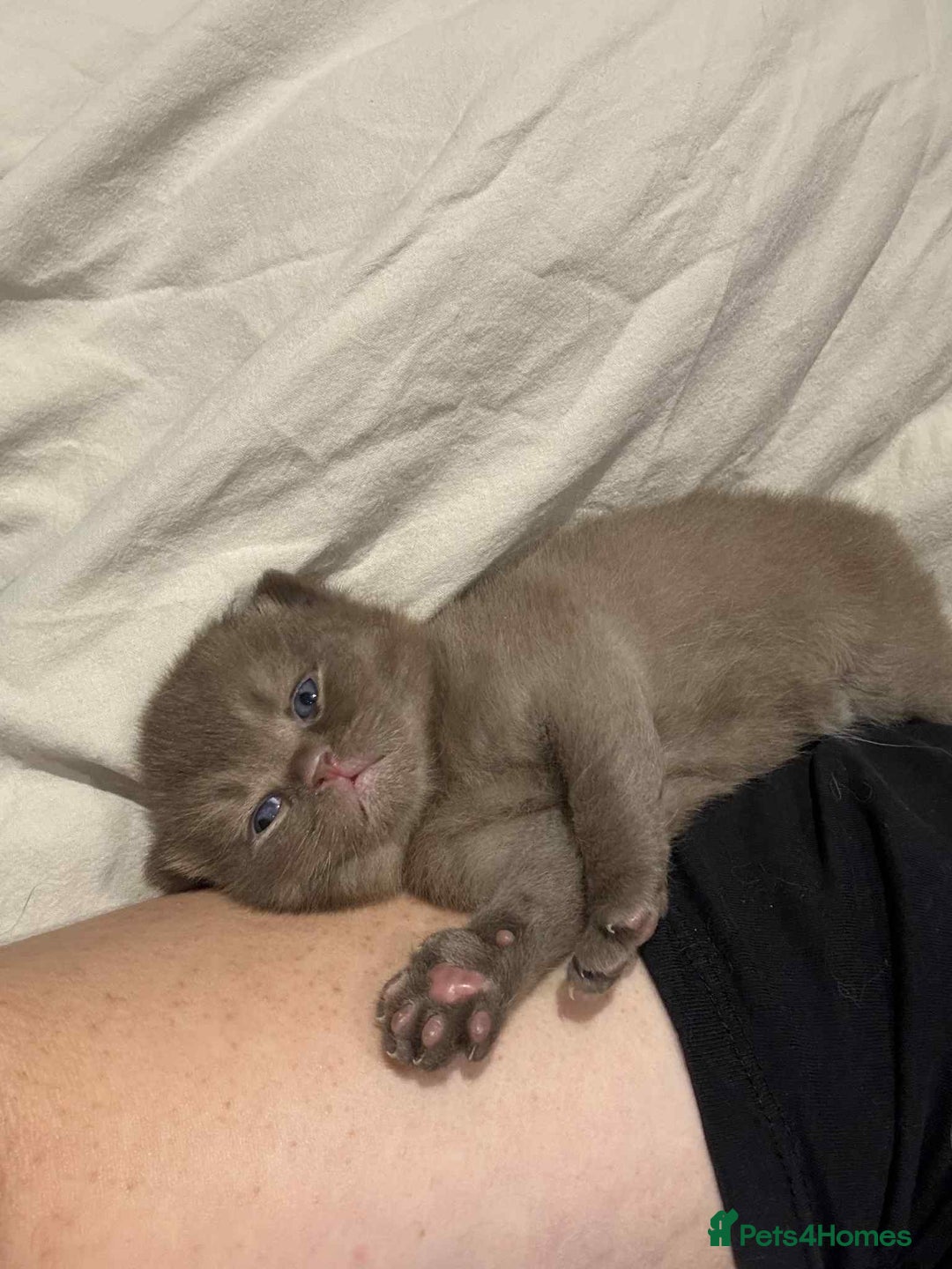 British Shorthair cats for sale: Chocolate British Shorthair Kittens - Advert 13