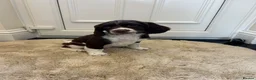 English Springer Spaniel dogs for sale: Exceptional ESS Puppies KC liver and white  - Advert 10