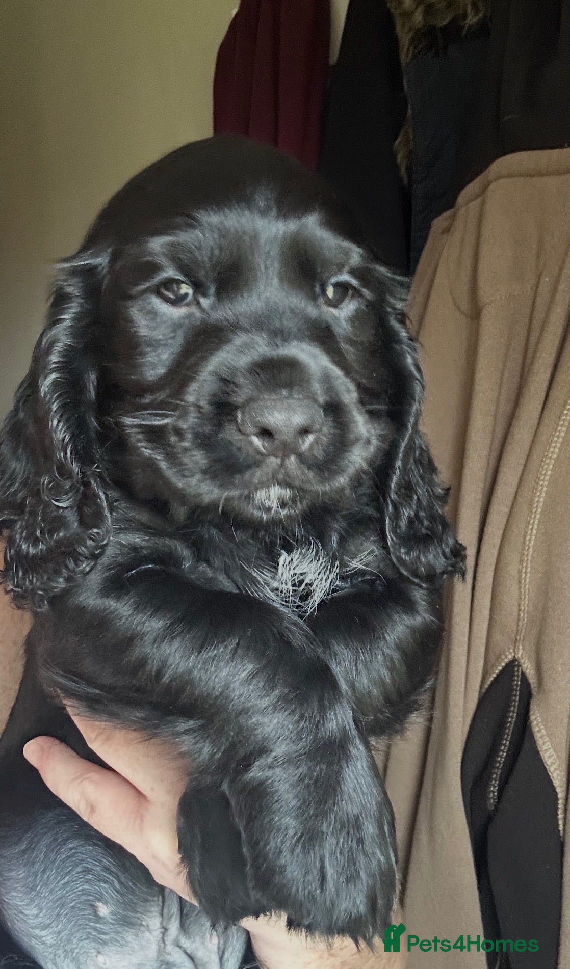 Cocker Spaniel dogs for sale: cocker spaniels 🌟🌟🌟🌟🌟 reviews 💙🩷💙 - Advert 2