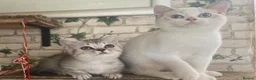 Munchkin cats for sale: ✨ Adorable TICA Registered Munchkin Kittens ✨ - Advert 5