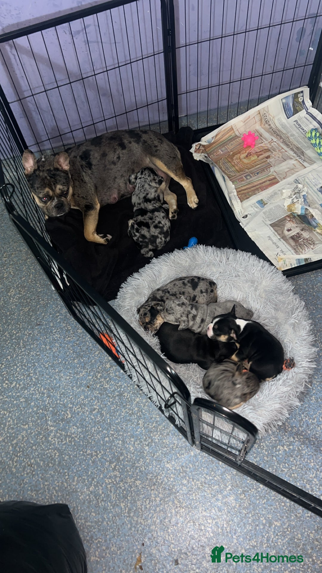 Mixed Breed dogs for sale: French bulldog/pocket bully  - Image 3