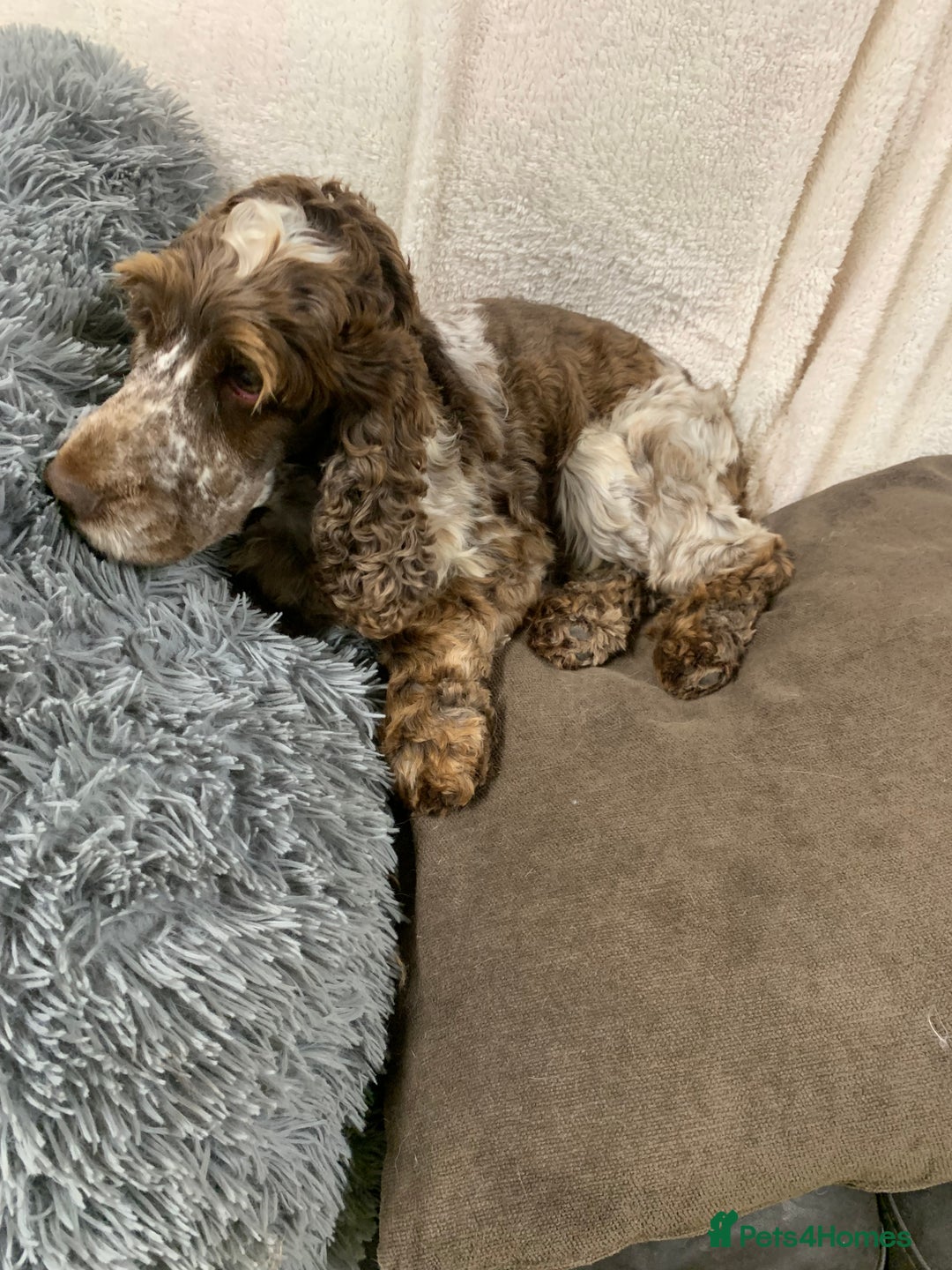 Cocker Spaniel dogs for stud: Extensively Health Tested Stud  in Wisbech - Advert 5