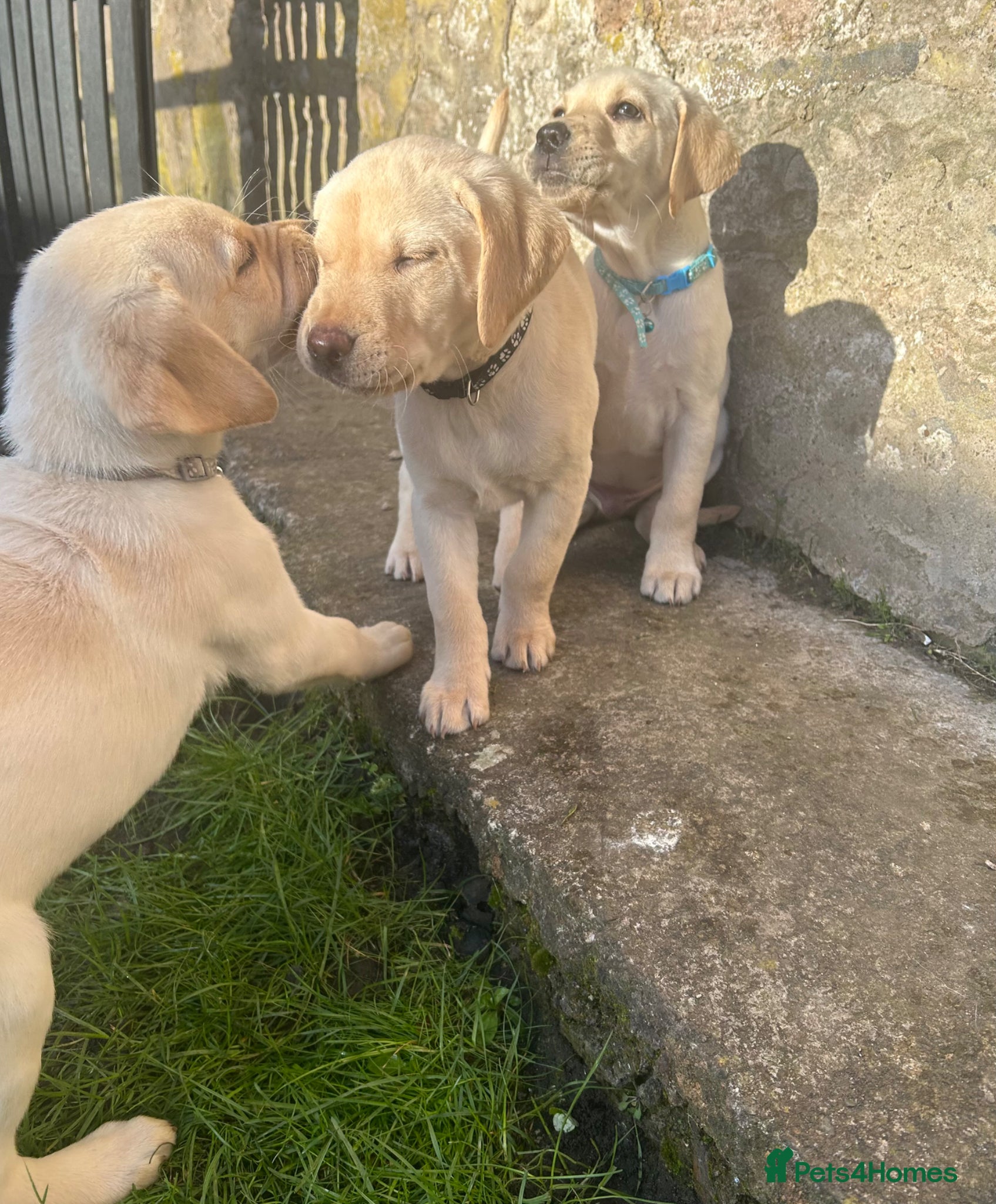 Labrador Retriever dogs KC Registered Labrador Puppies  - Advert 2