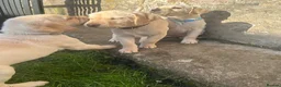 Labrador Retriever dogs for sale: KC Registered Labrador Puppies  - Advert 7