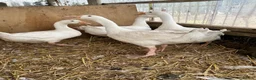 Ducks poultry for sale: Indian runner, brown hens, Emden geese,call ducks  - Advert 6
