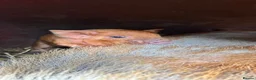 Pig livestock for sale: Pure kunekune piglets for sale.  - Advert 7