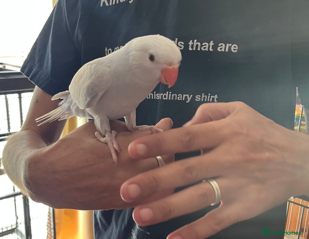 Ringnecks birds for sale: Hand Reared Baby Ringneck’s  - Image 3