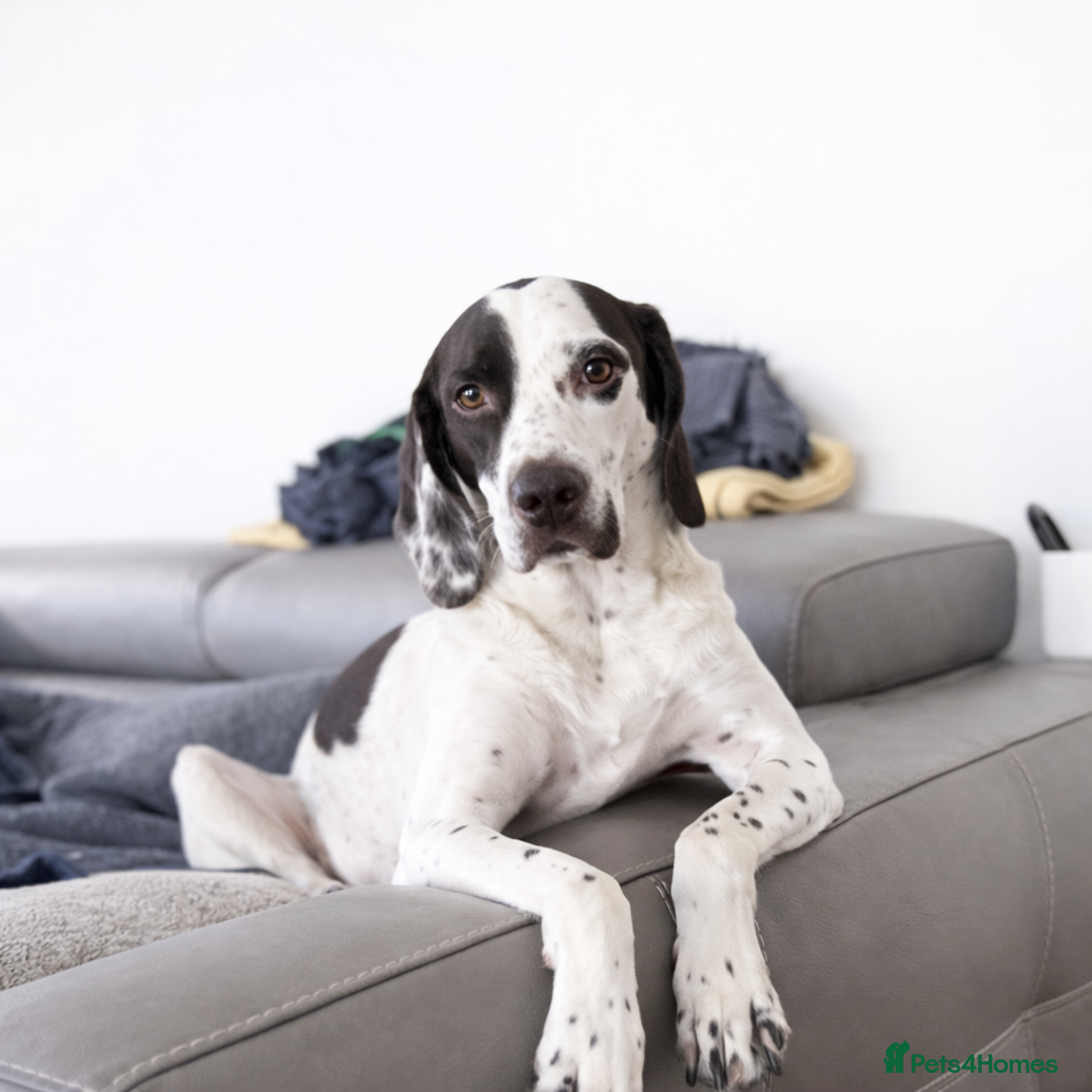 Pointer dogs for adoption: ❤️🐾 Nitsa is ready to keep moving forward 🐾 - Advert 7