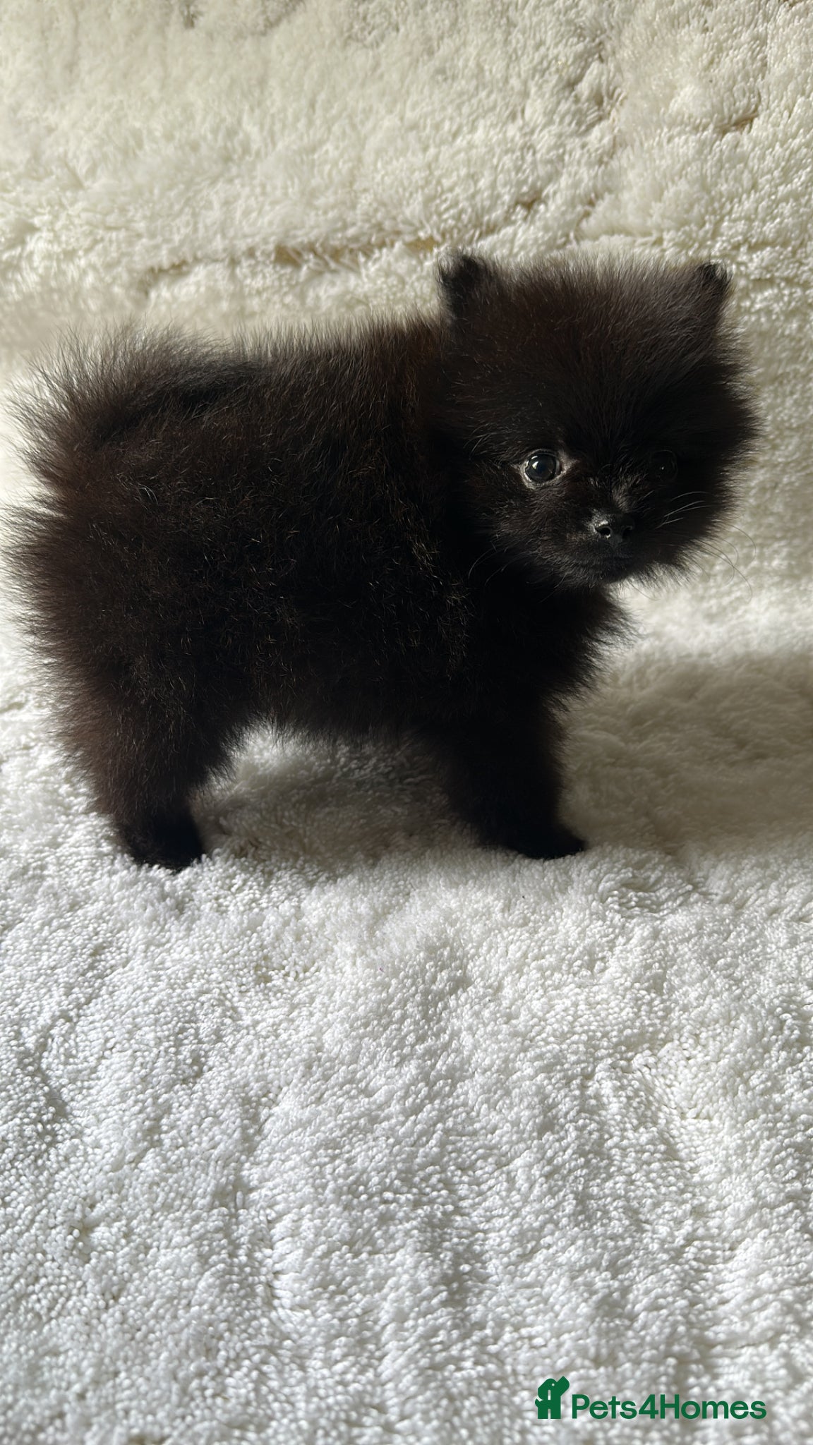 Pomeranian dogs Russian/Taiwan Pomeranian puppies - Advert 1