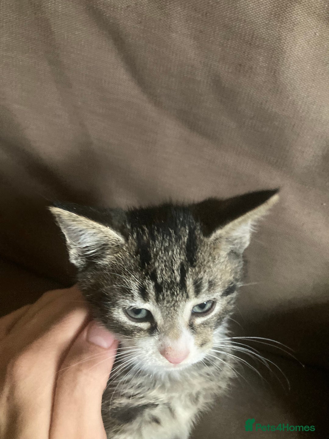 Mixed Breed cats for sale: 5 kittens  - Image 4